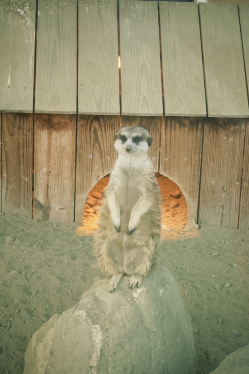 三隻小豬觀光農場 | 去趣 chicTrip