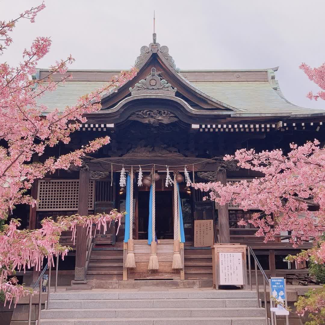 櫻神宮 | 去趣 chicTrip