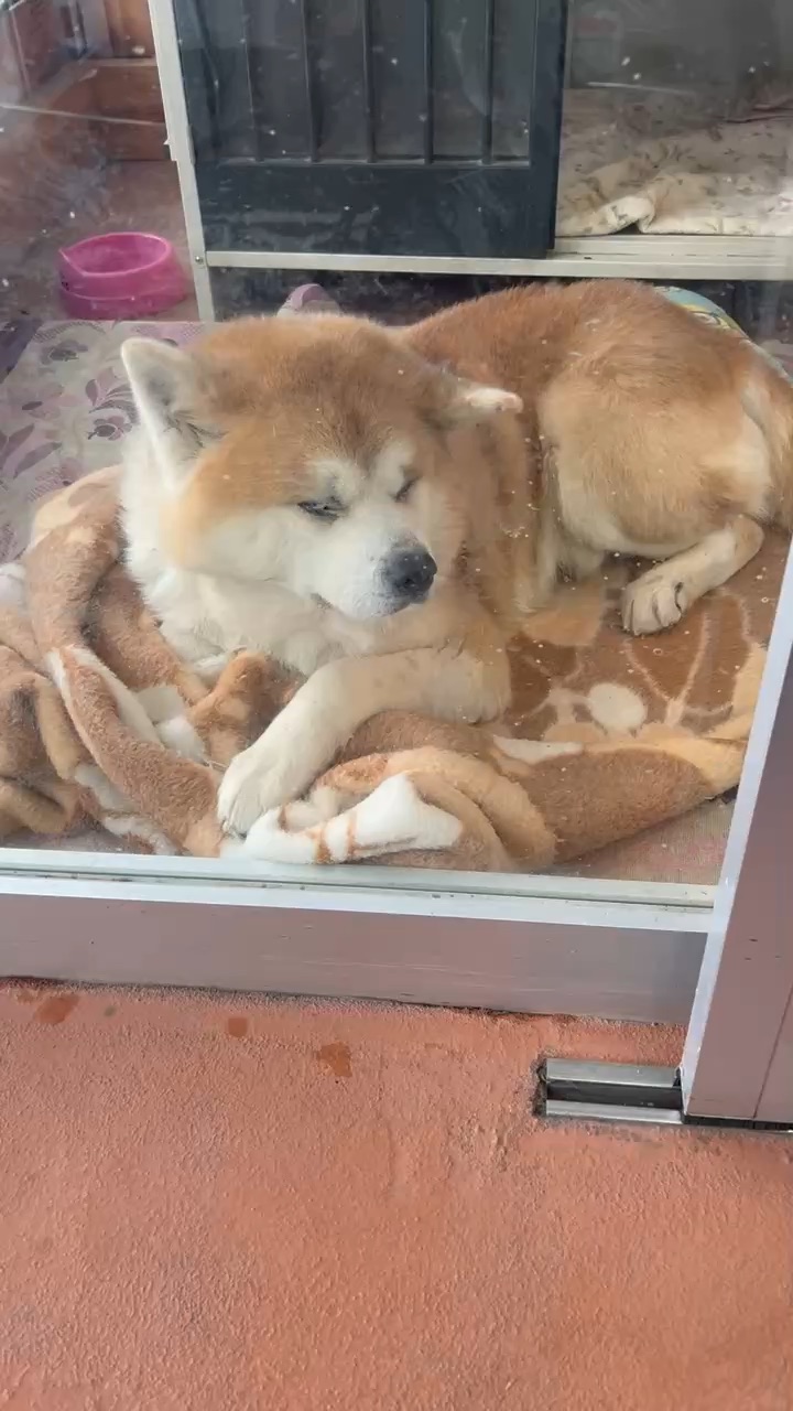 森吉山阿仁滑雪場 | 去趣 chicTrip