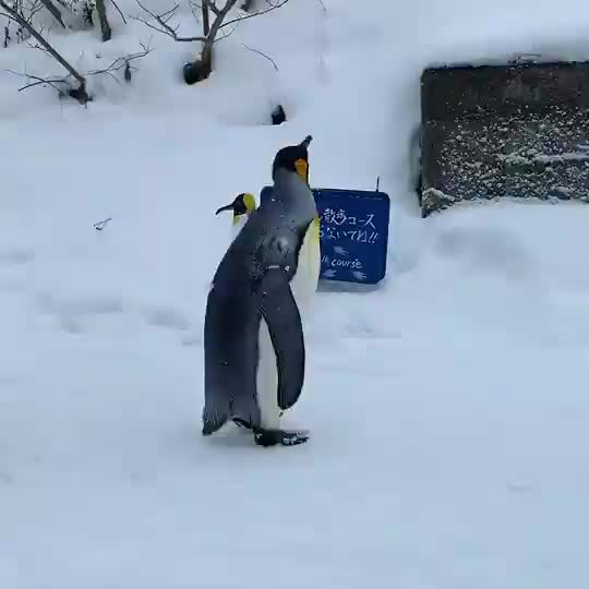 旭山動物園 | 去趣 chicTrip