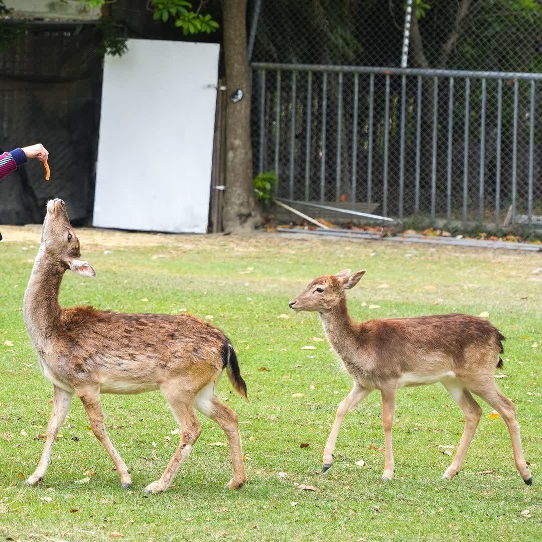 鹿野梅花鹿公園 | 去趣 chicTrip