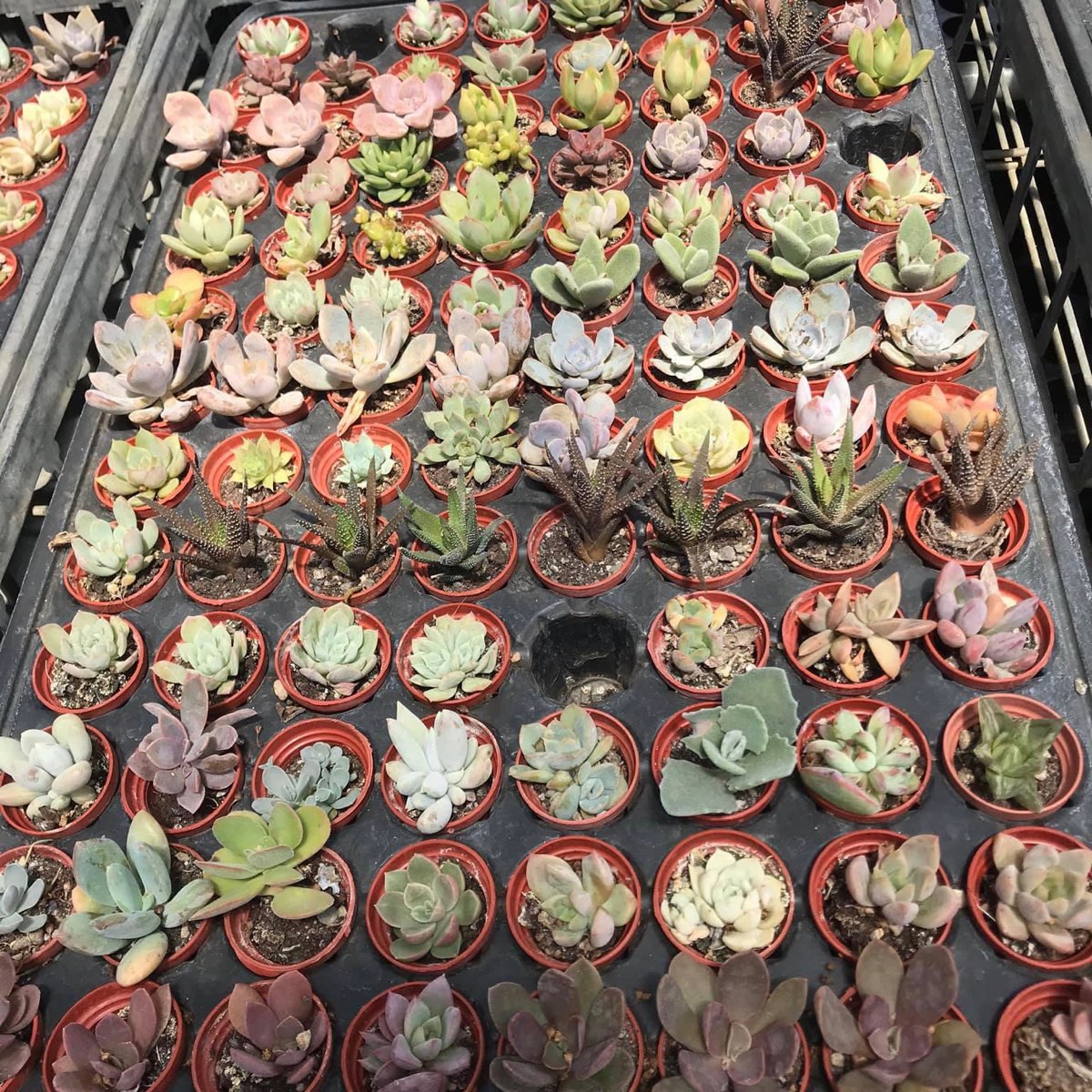 綠果庭院Green Life Garden | 去趣 chicTrip