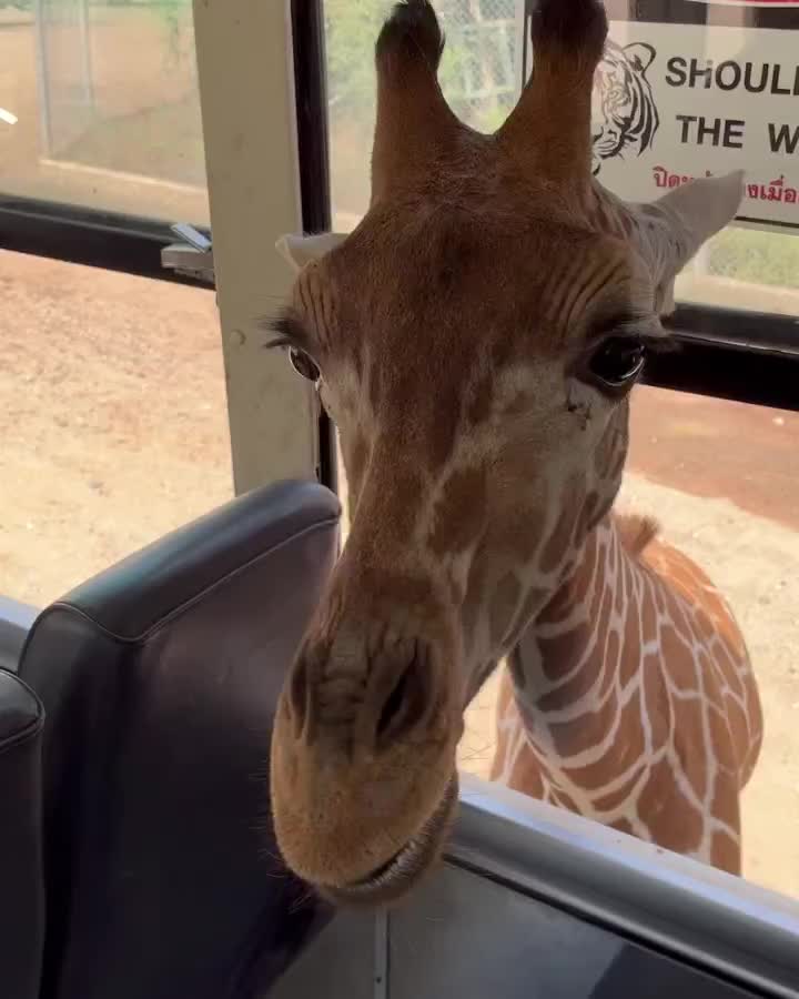 Safari Park Kanchanaburi | 去趣 chicTrip