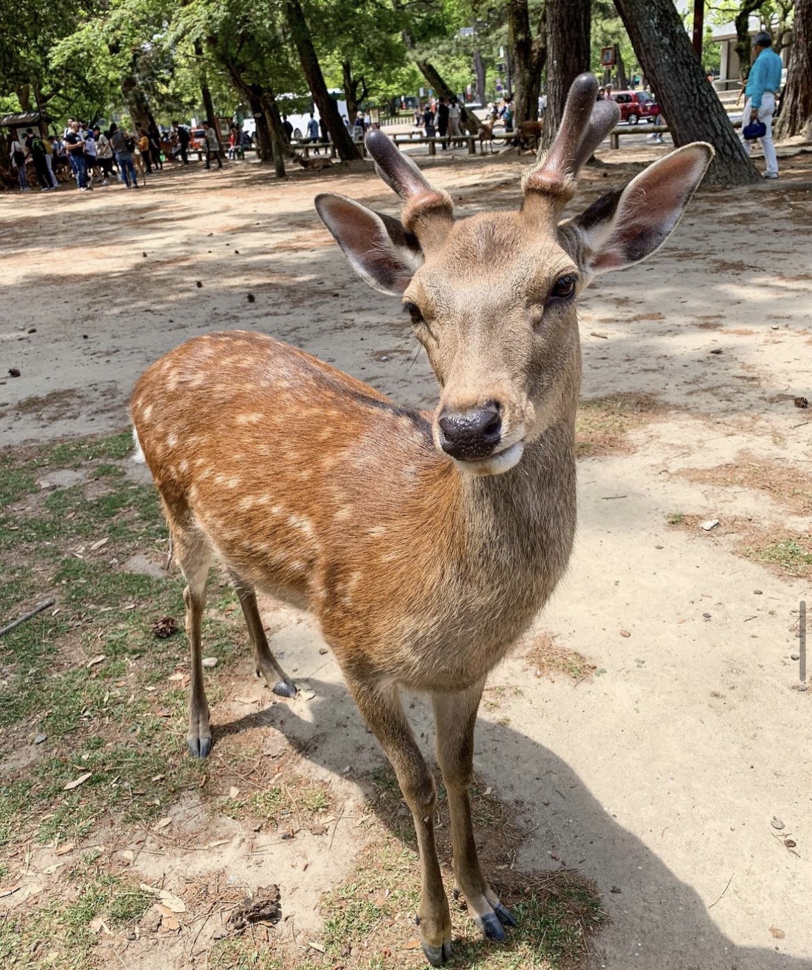 奈良公園 | 去趣 chicTrip