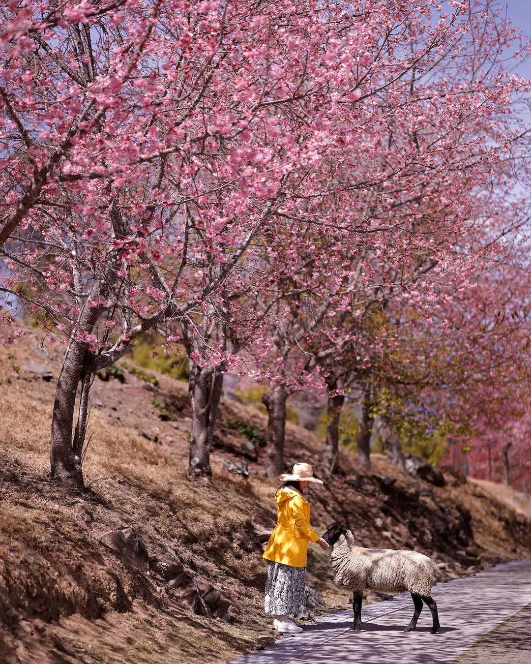清境農場綿羊秀 | 去趣 chicTrip