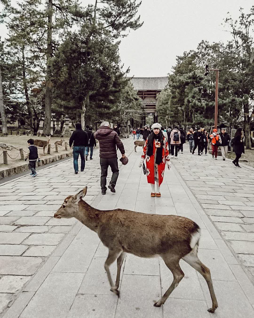 奈良公園 | 去趣 chicTrip