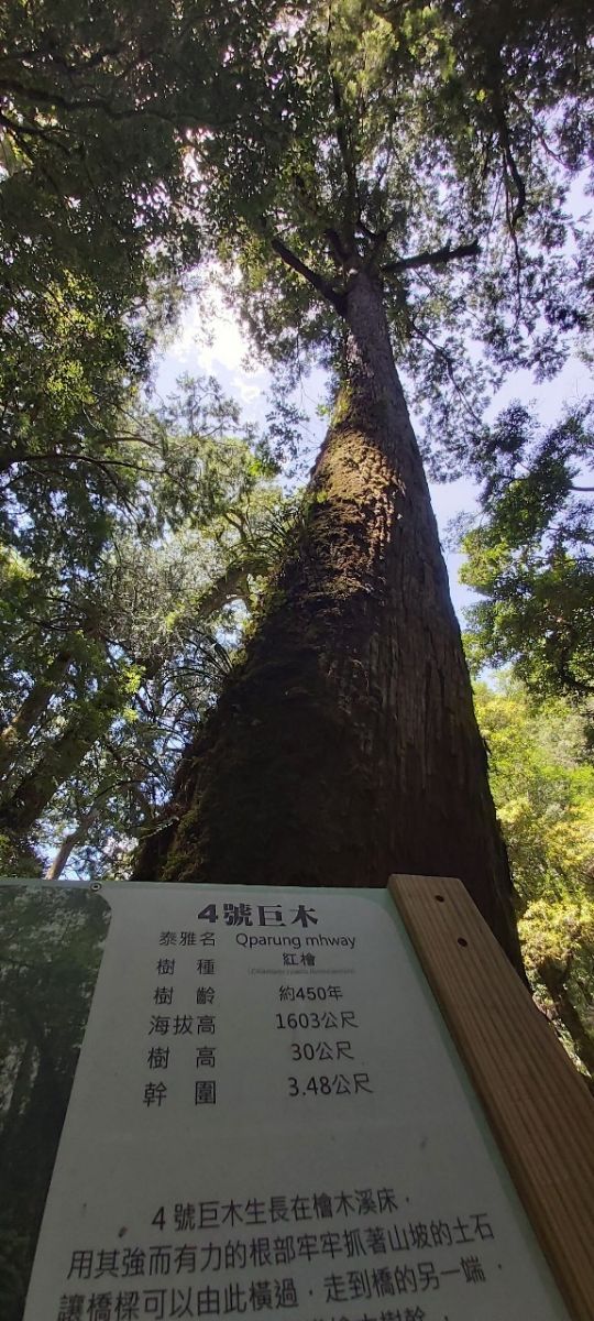 司馬庫斯巨木群步道 | 去趣 chicTrip