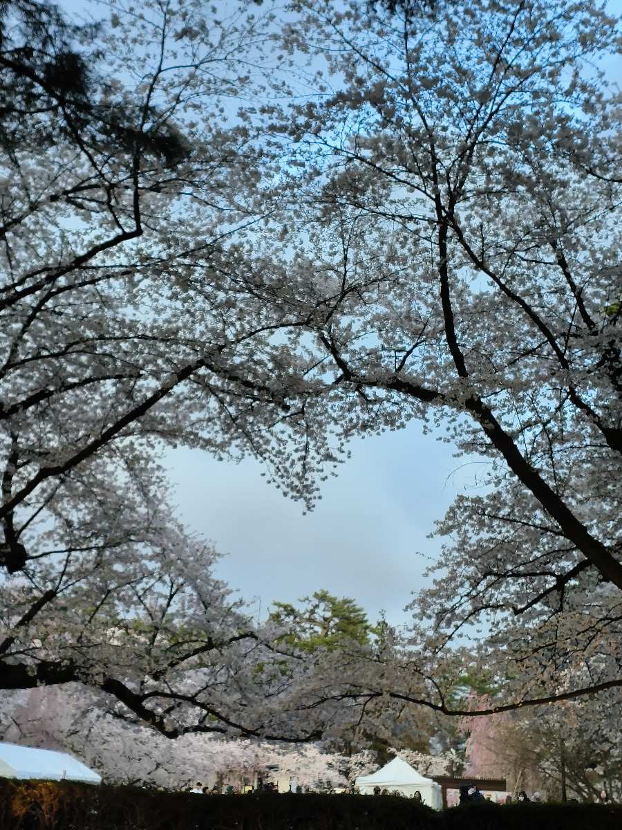 弘前公園 | 去趣 chicTrip