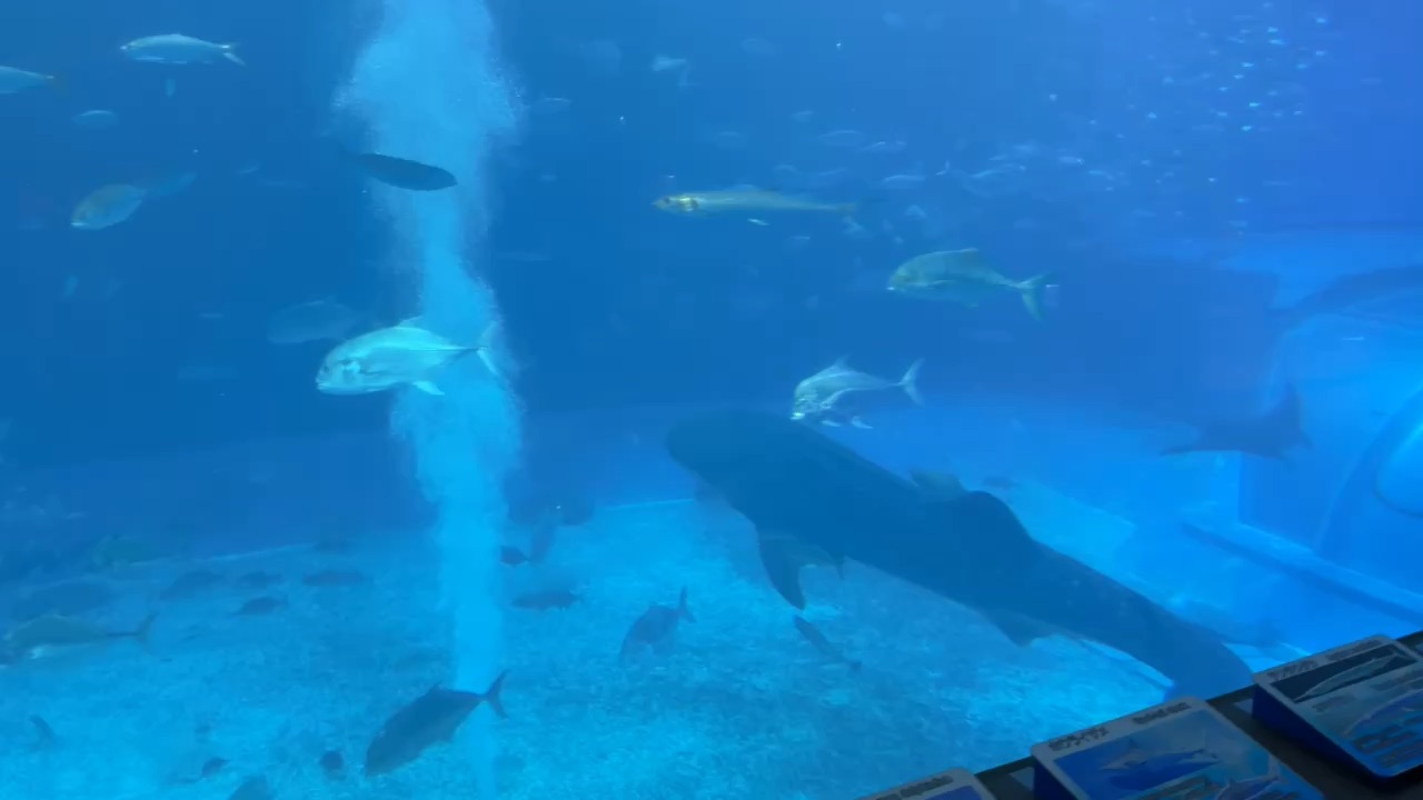 沖繩美麗海水族館 | 去趣 chicTrip