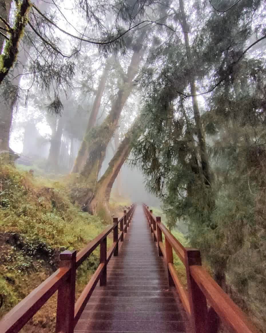 阿里山國家森林遊樂區 | 去趣 chicTrip