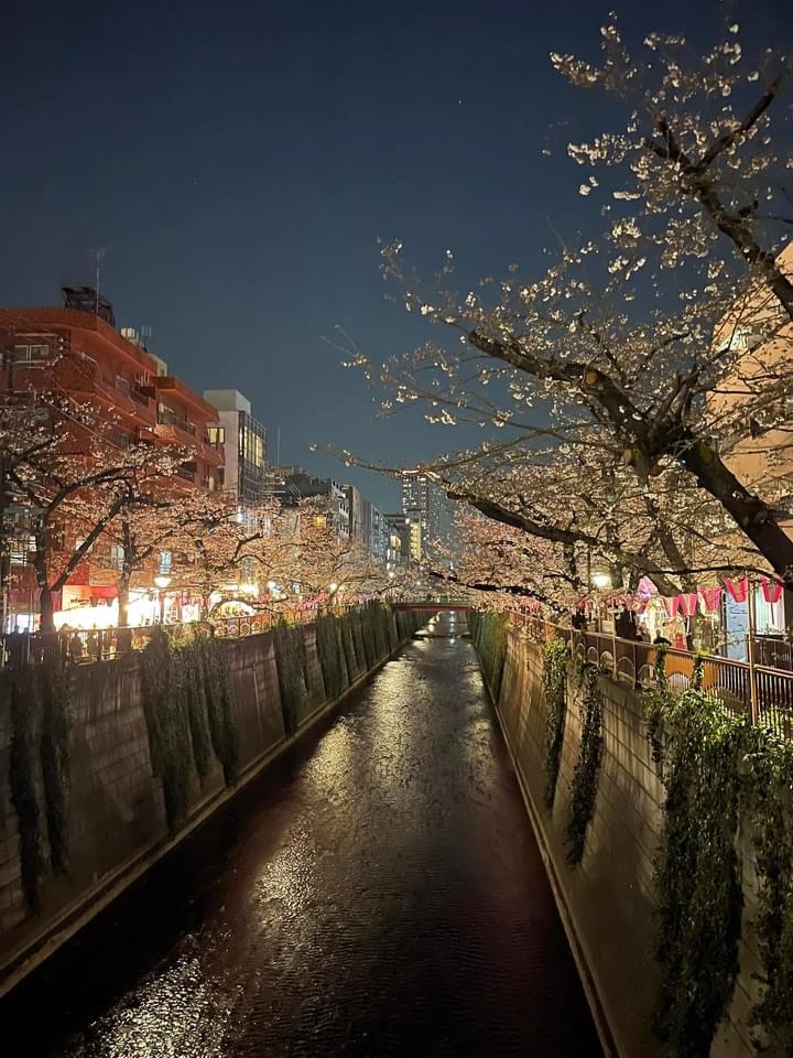 目黑川櫻花樹 | 去趣 chicTrip