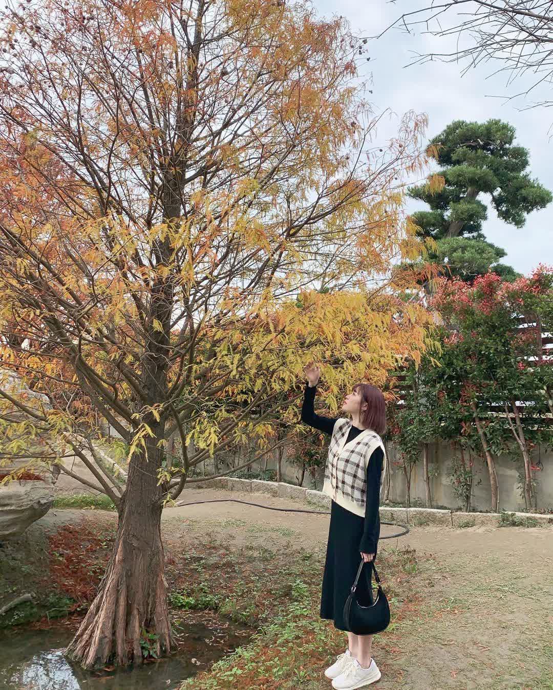 青埔落羽松秘境 | 去趣 chicTrip