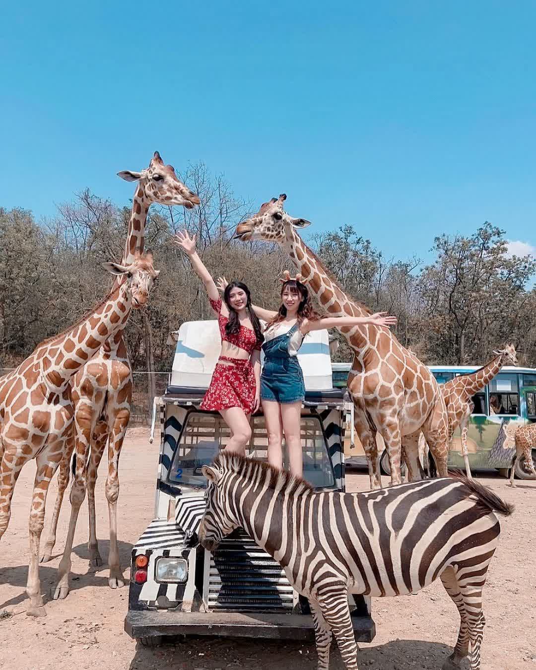 Safari Park Kanchanaburi | 去趣 chicTrip
