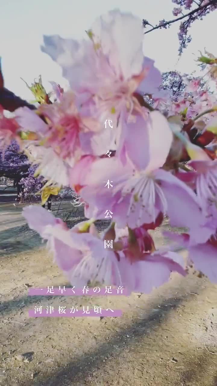 代代木公園 | 去趣 chicTrip