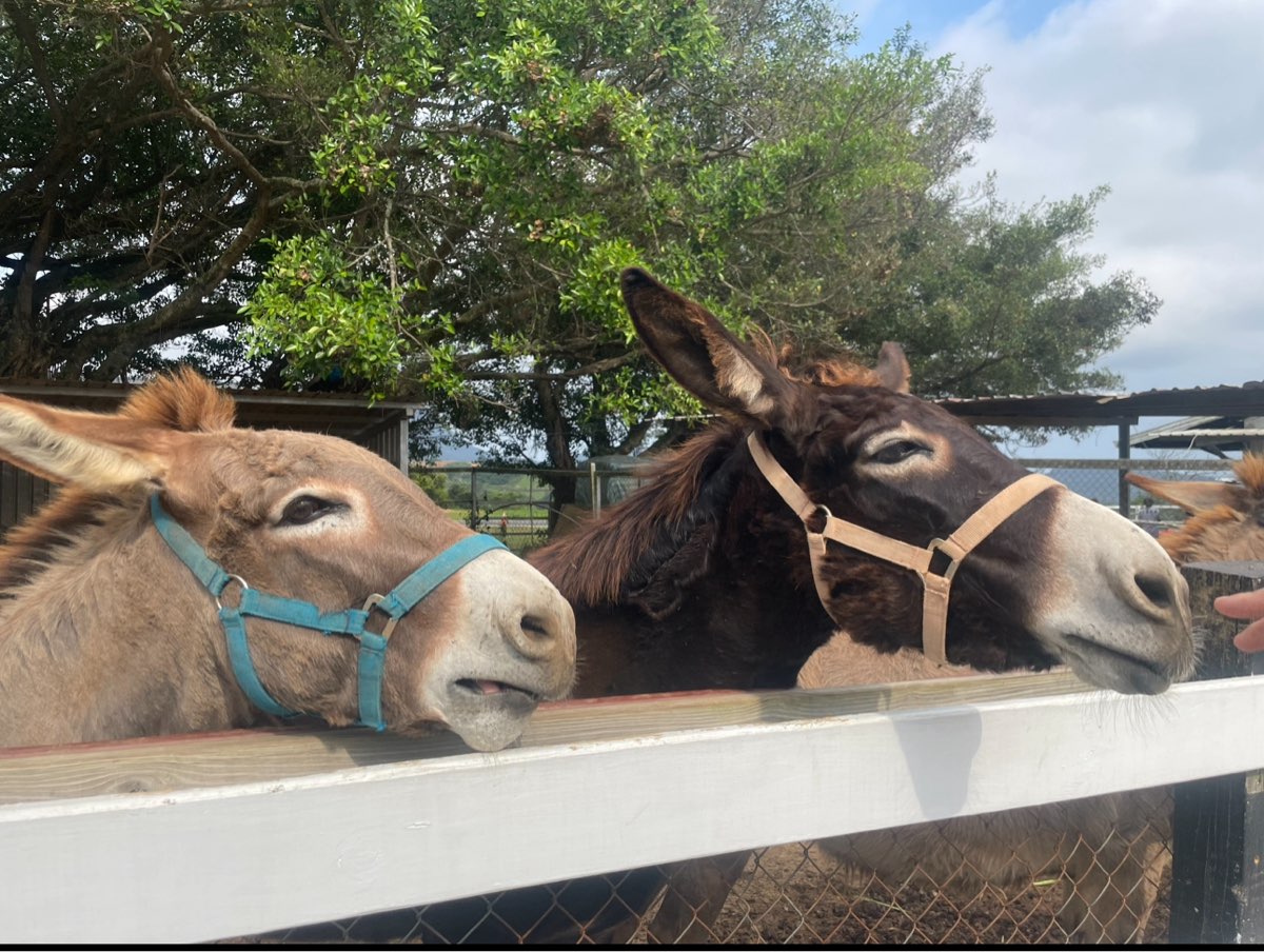 初鹿牧場 | 去趣 chicTrip