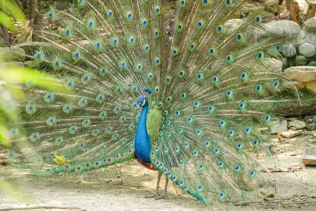 壽山動物園 | 去趣 chicTrip