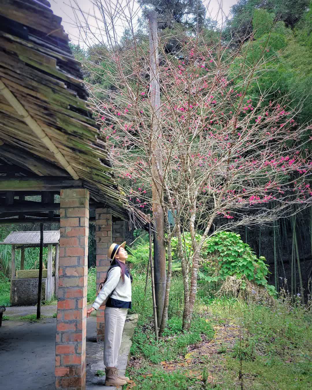 草嶺石壁森林療癒基地 | 去趣 chicTrip