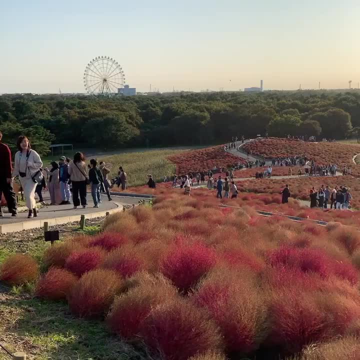 國營常陸海濱公園 | 去趣 chicTrip