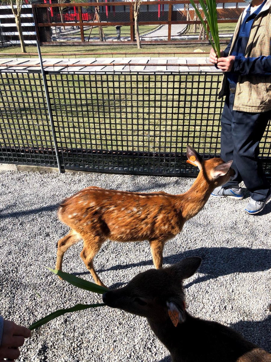 張美阿嬤農場（月森甯手作工坊） | 去趣 chicTrip