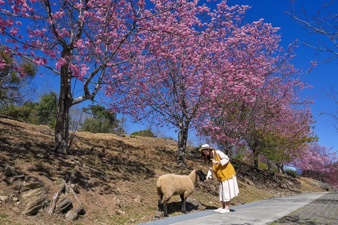 清境農場青青草原 | 去趣 chicTrip