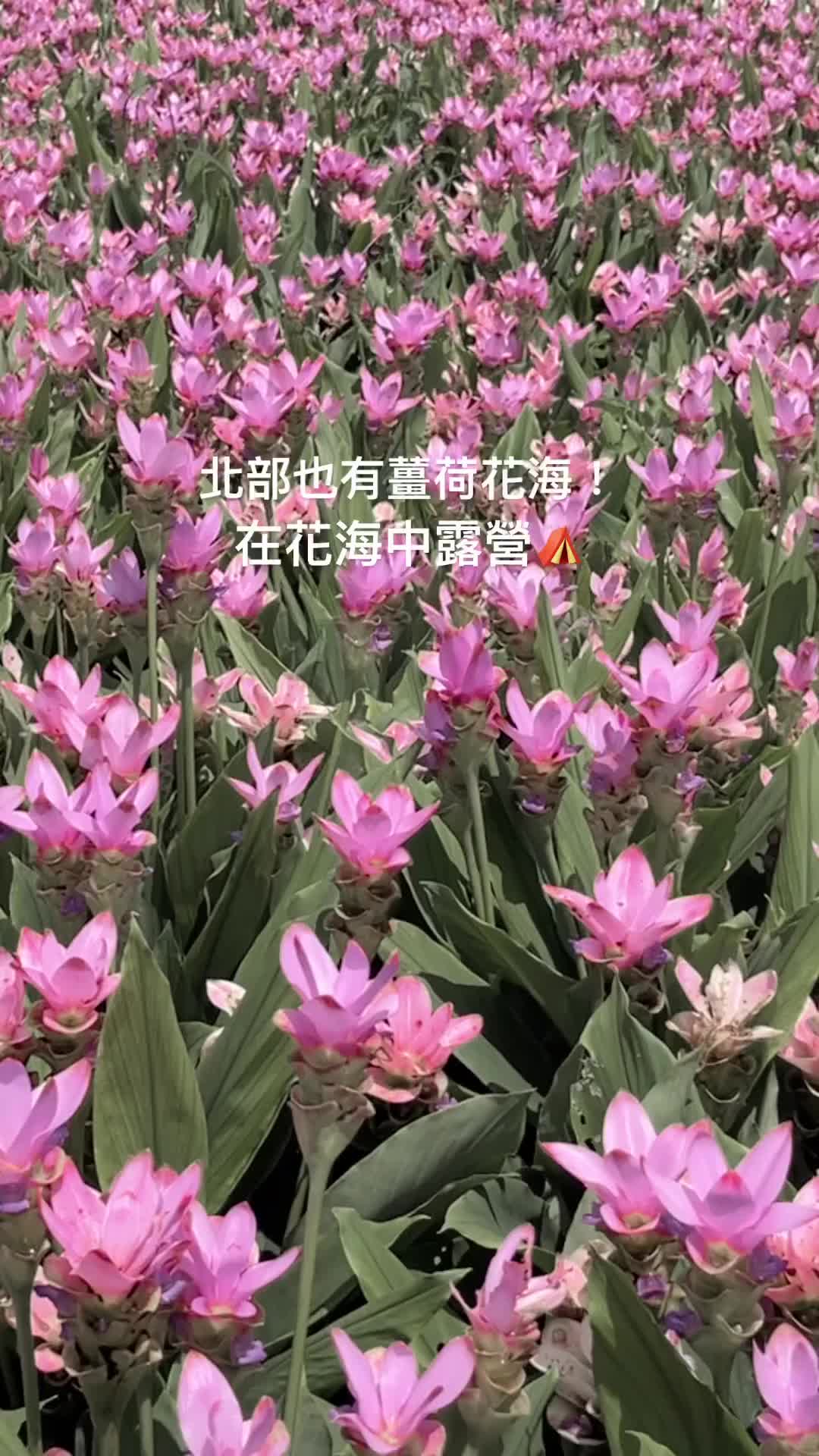 花露農場 Flower Home | 去趣 chicTrip