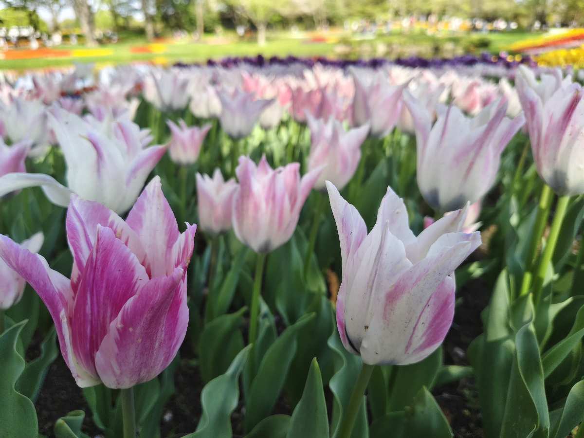 昭和紀念公園 | 去趣 chicTrip