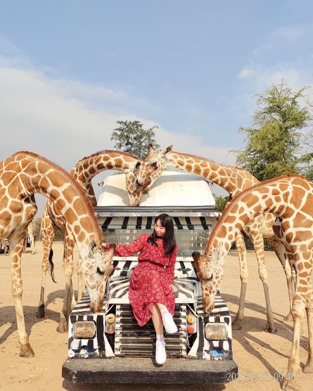 Safari Park Kanchanaburi | 去趣 chicTrip