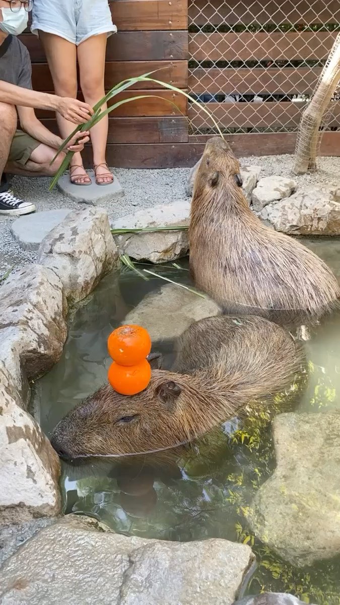 張美阿嬤農場（月森甯手作工坊） | 去趣 chicTrip