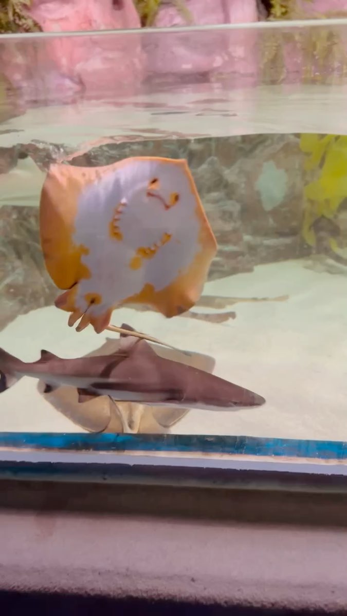 SEA LIFE COEX, Seoul Aquarium | 去趣 chicTrip