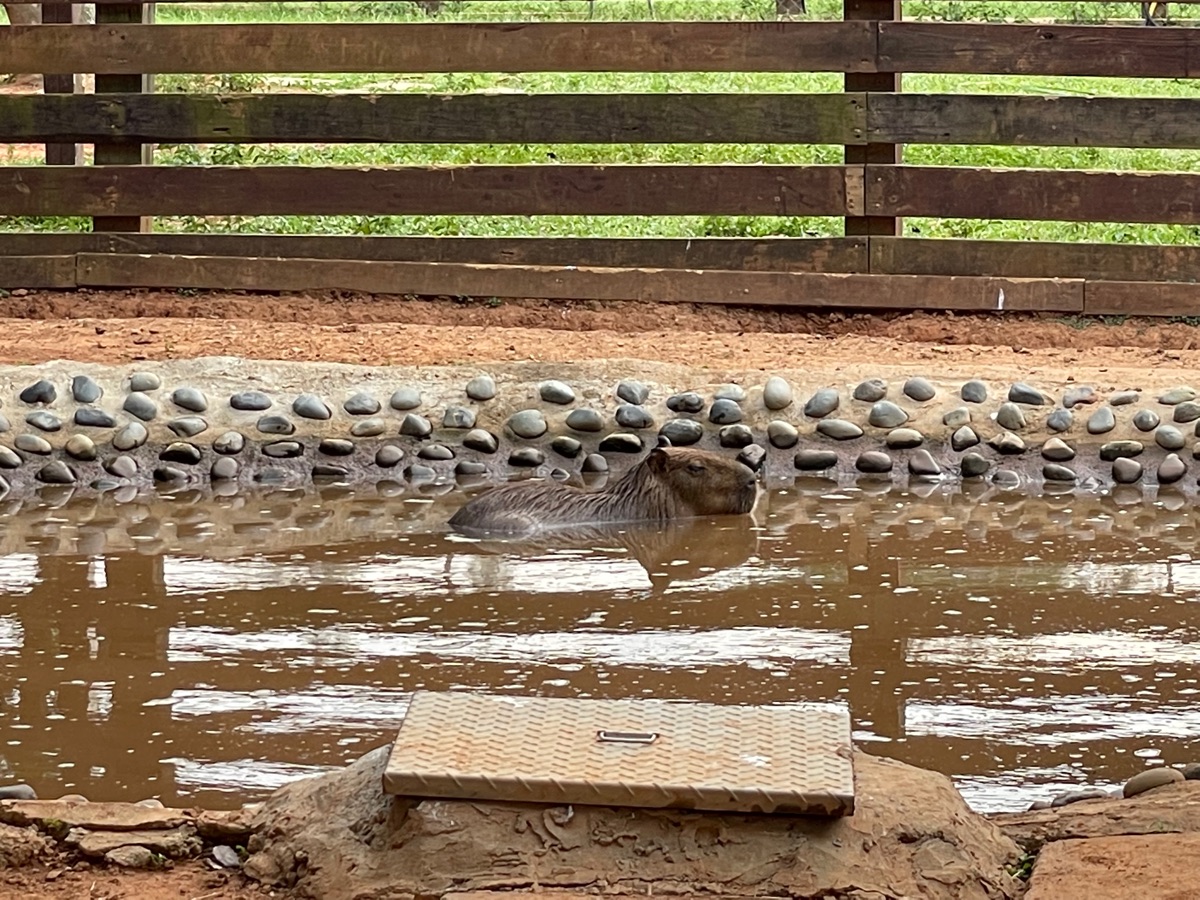 埔心牧場 | 去趣 chicTrip