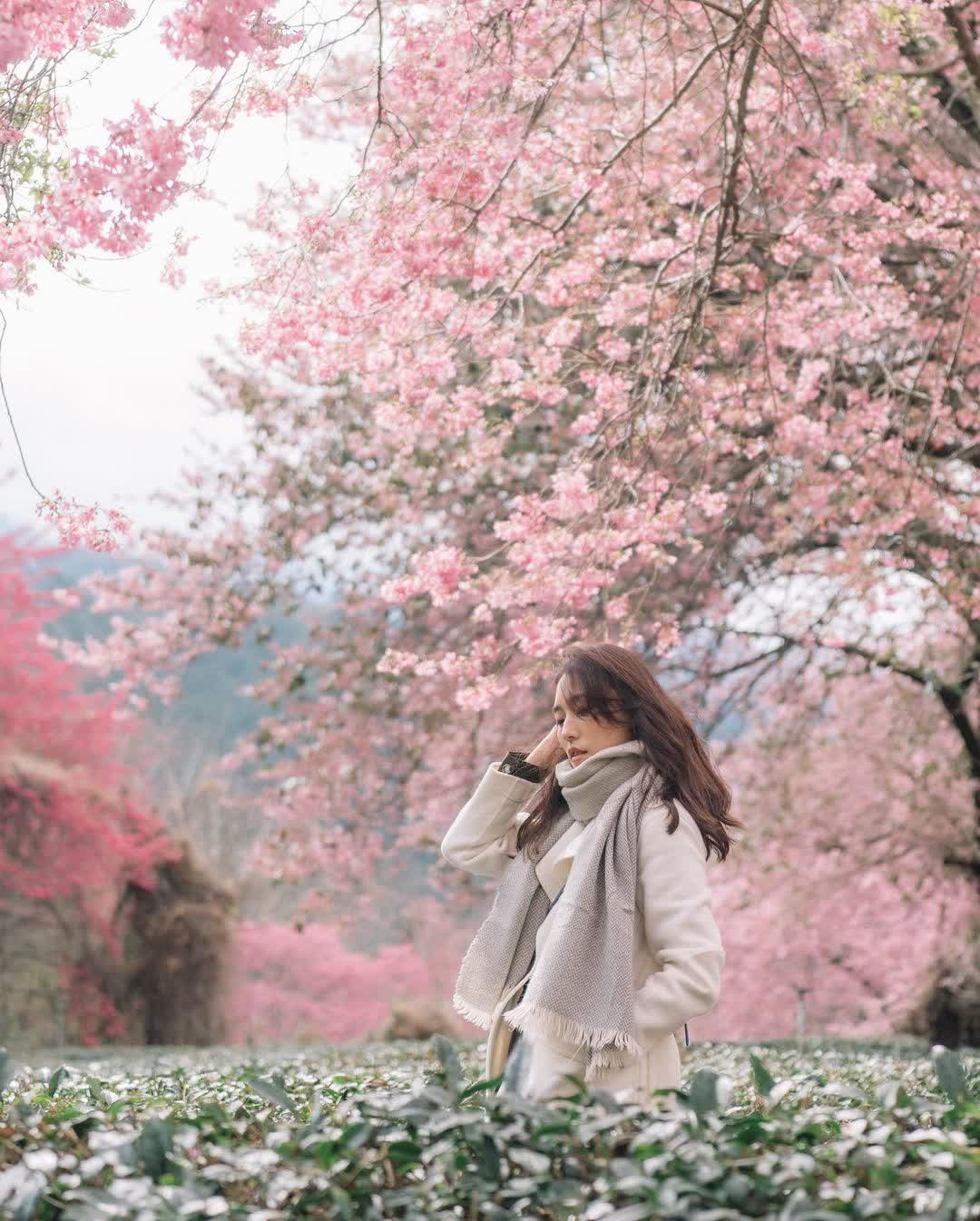 武陵農場 | 去趣 chicTrip