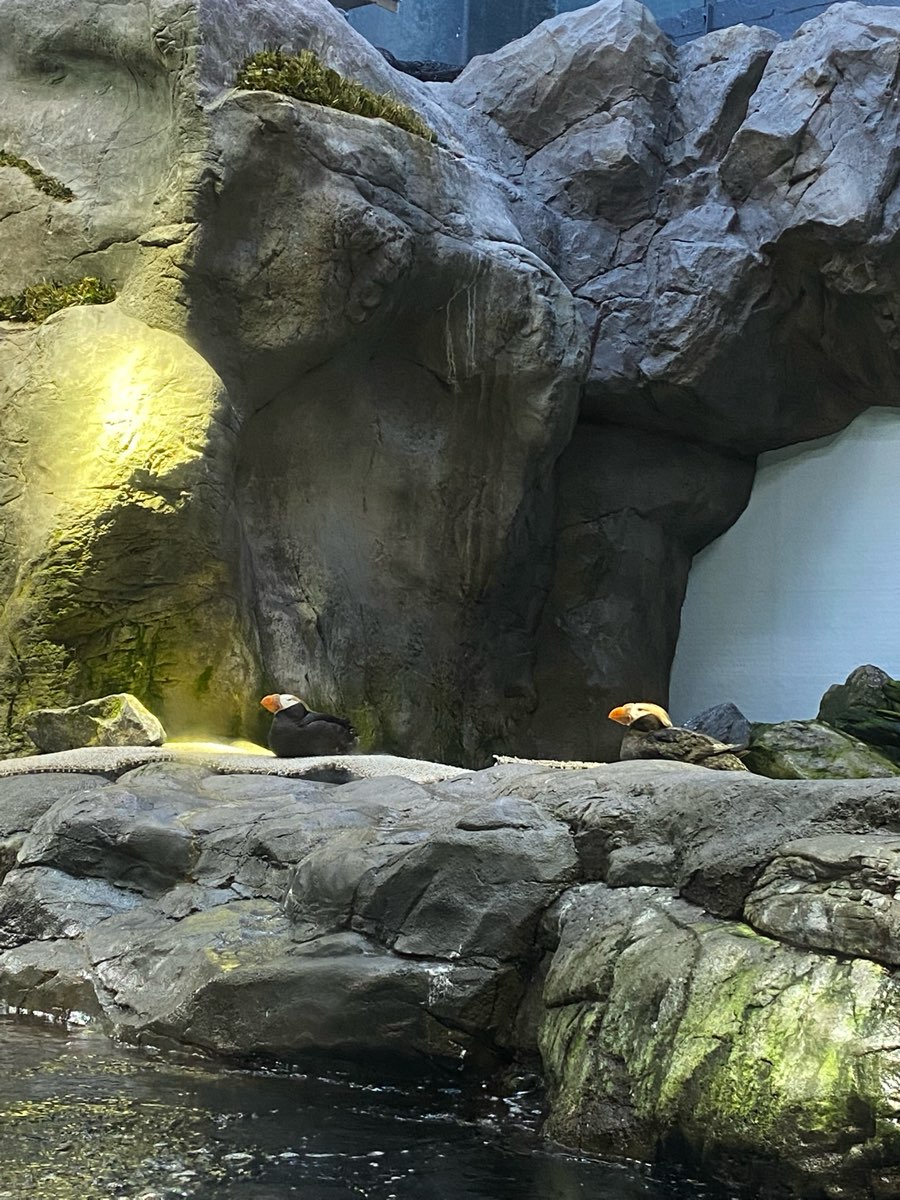 海遊館 | 去趣 chicTrip