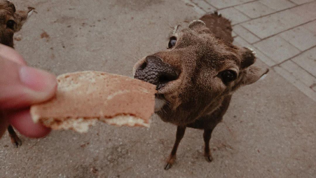 奈良公園 | 去趣 chicTrip