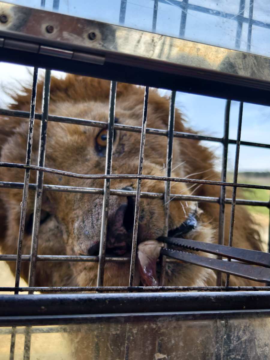 九州自然動物園 | 去趣 chicTrip