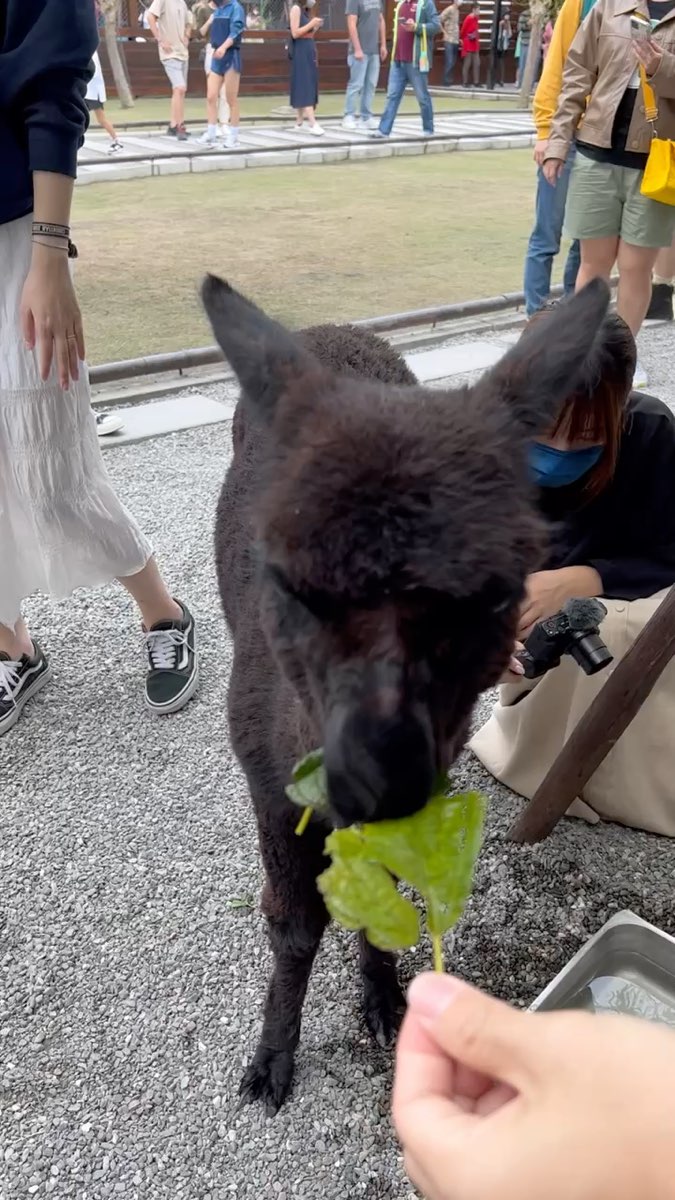 張美阿嬤農場（月森甯手作工坊） | 去趣 chicTrip