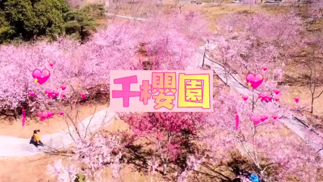 福壽山農場|千櫻園 | 去趣 chicTrip
