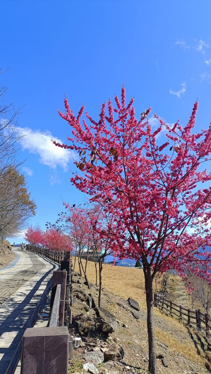 清境農場觀山牧區 | 去趣 chicTrip