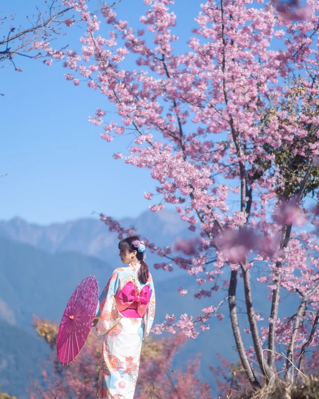 福壽山農場|千櫻園 | 去趣 chicTrip