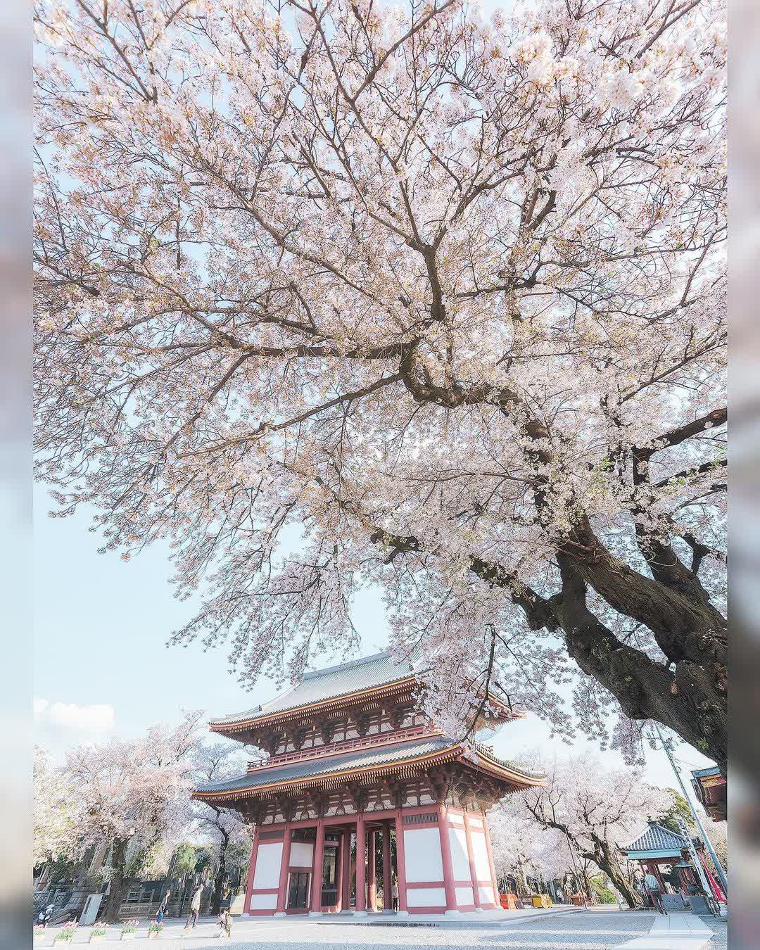 池上本門寺 | 去趣 chicTrip