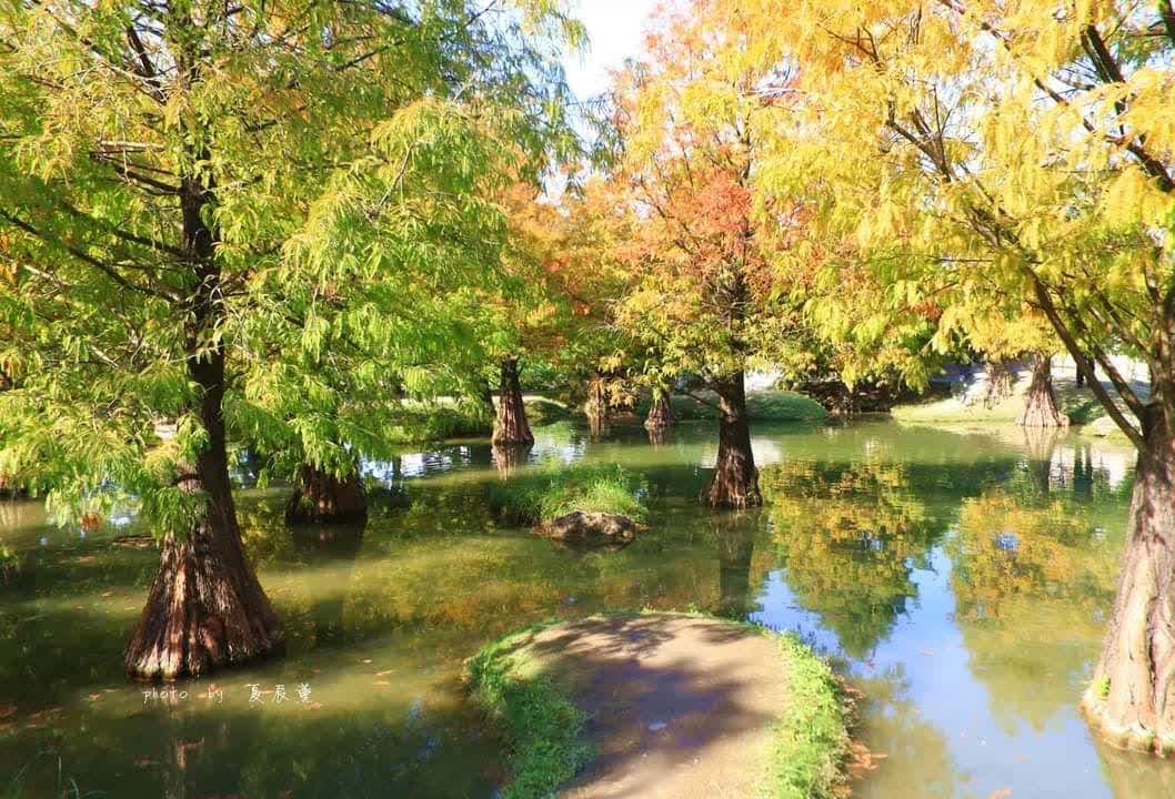 青埔落羽松秘境 | 去趣 chicTrip