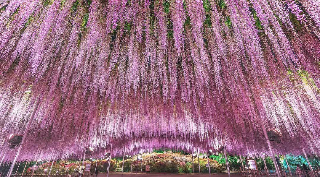 足利花卉公園 | 去趣 chicTrip