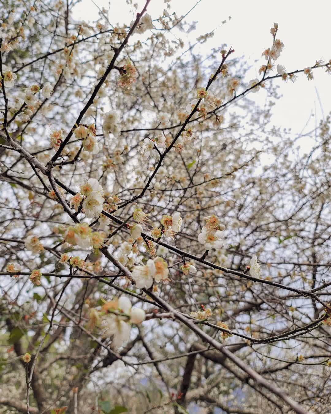 角板山行館 | 去趣 chicTrip