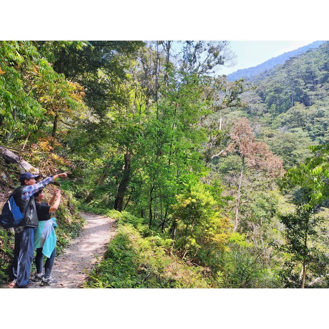 司馬庫斯巨木群步道 | 去趣 chicTrip