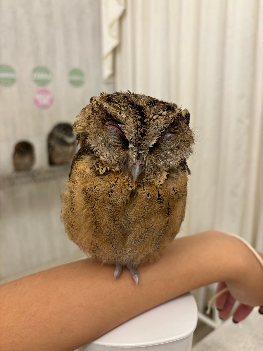 貓頭鷹咖啡廳 秋葉原貓頭鷹 | 去趣 chicTrip