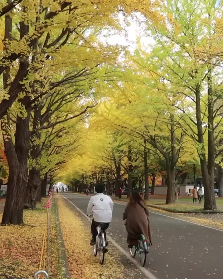 北海道大學 銀杏並木 | 去趣 chicTrip