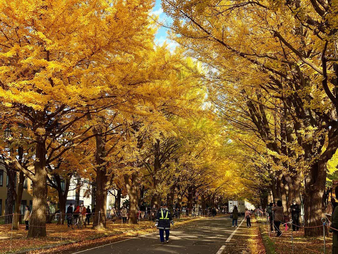 北海道大學 銀杏並木 | 去趣 chicTrip