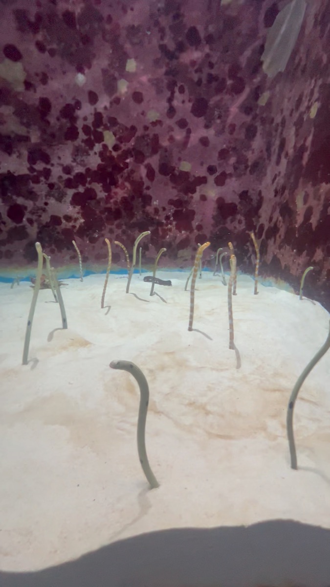 沖繩美麗海水族館 | 去趣 chicTrip