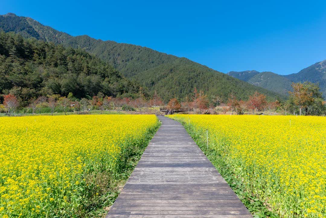 武陵農場 | 去趣 chicTrip