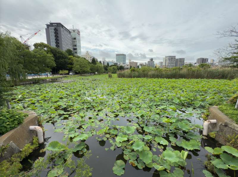 不忍池 | 去趣 chicTrip