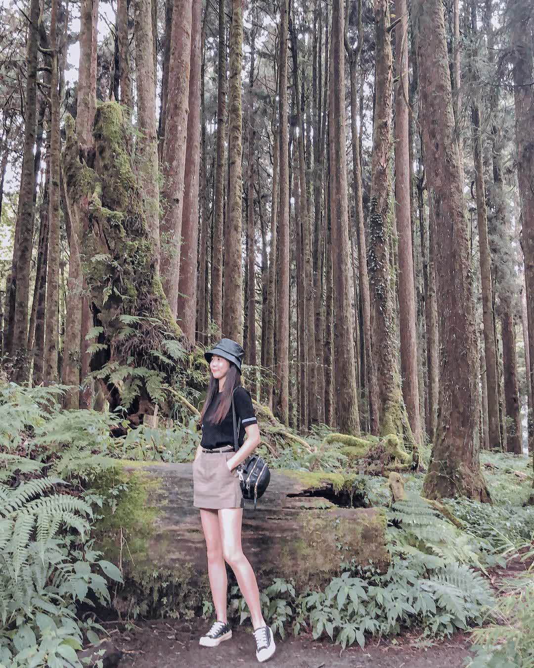 阿里山國家森林遊樂區 | 去趣 chicTrip